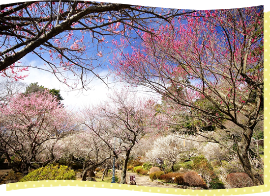 熱海梅園