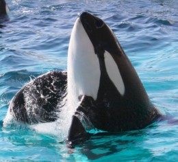 大型ホテルでレストラン勤務🍳大人気水族館が徒歩圏内!