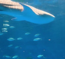 【髪型、髪色、ネイル自由】石垣島で清掃スタッフ募集!