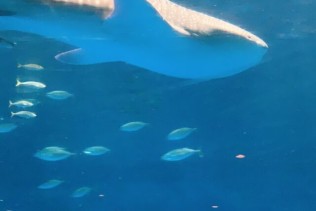 【髪型、髪色、ネイル自由】石垣島で清掃スタッフ募集!
