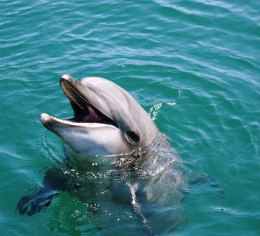 海のそばに佇む小さな宿でグランピングのお仕事♪