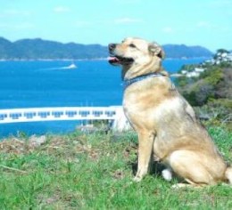 鳥羽湾で調理補助スタッフ短期!