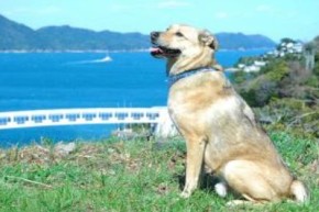 鳥羽湾で調理補助スタッフ短期!