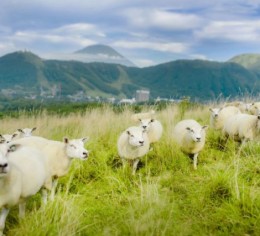 【ルスツでリゾートバイト】動物係のお仕事!