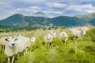 経験者募集!リゾート施設内で動物係のお仕事🐑