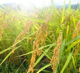 【急募】古民家ホテルで接客スタッフ募集!