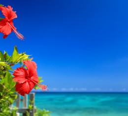 沖縄・本島でレストランスタッフ募集!
