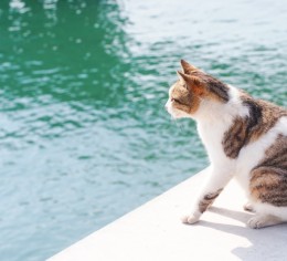 伊豆大島で飼育スタッフ大募集!