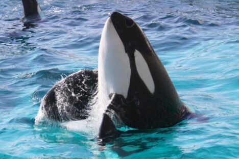 大型ホテルでレストラン勤務🍳大人気水族館が徒歩圏内！