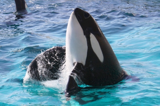 大型ホテルでレストラン勤務🍳大人気水族館が徒歩圏内！