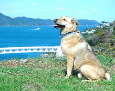 鳥羽湾で調理補助スタッフ短期！