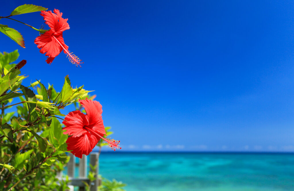 沖縄・本島でレストランスタッフ募集!