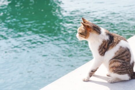 伊豆大島で飼育スタッフ大募集！